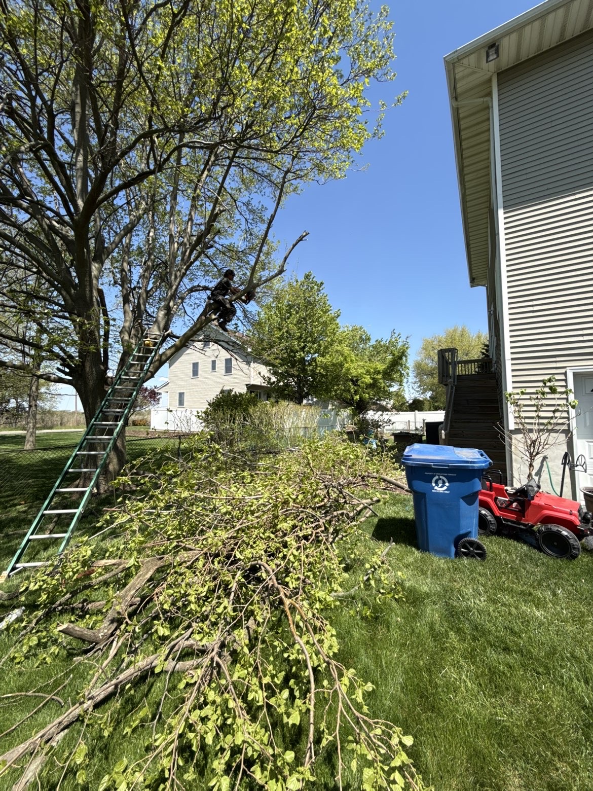 TrueLine worker pruning a large tree with cut branches below