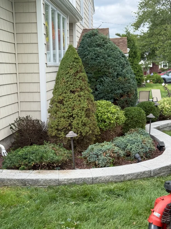 Trimmed ornamental shrubs in a curved stone-edged garden bed